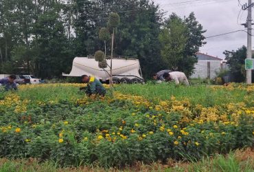 وجین علف‌های هرز میدان انصاری توسط نیروهای فضای سبز شهرداری سیاهکل